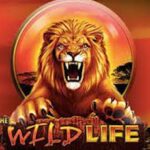 The wild Life slot